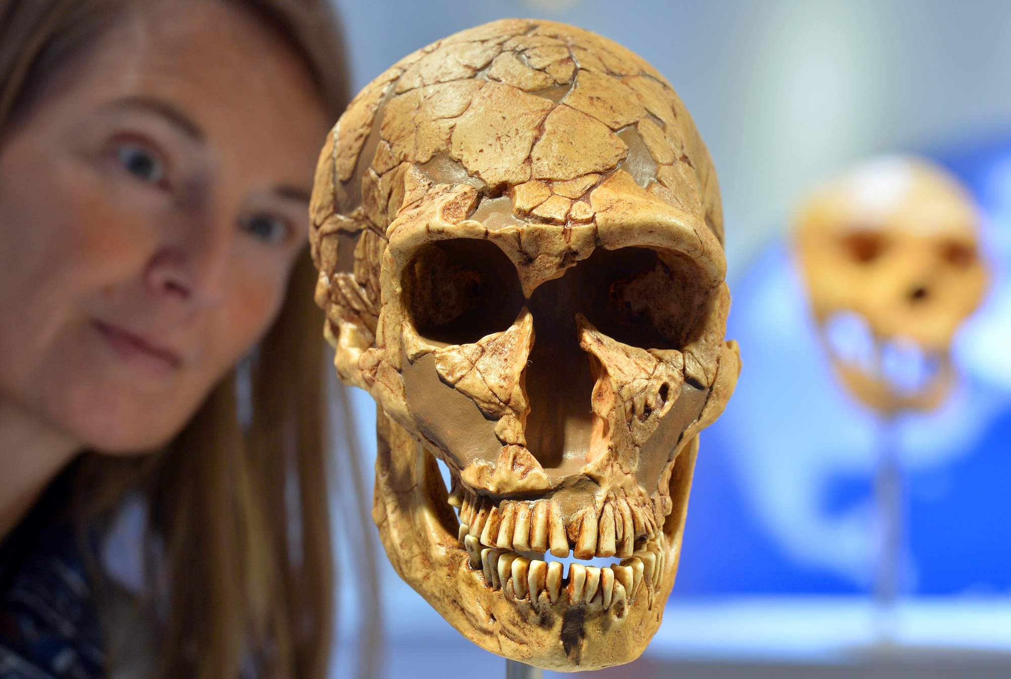 Museum educator Sabine Liener-Kraft looks at the replica of a skull of a Neanderthal a day before the official opening of the new State Museum of Archeology in Chemnitz, Germany, 14 May 2014. About 6,000 exhibits shed light on 300,000 years of human history. The conversion of the building from a shopping center into the museum cost 31 million Euro with another 13,5 million for the permanent exhibition. Photo: HENDRIK SCHMIDT/dpa | usage worldwide (Photo by Hendrik Schmidt/picture alliance via Getty Images)