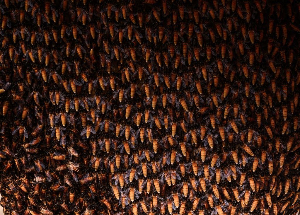 A closely packed colony of Apis dorsata giant honeybees