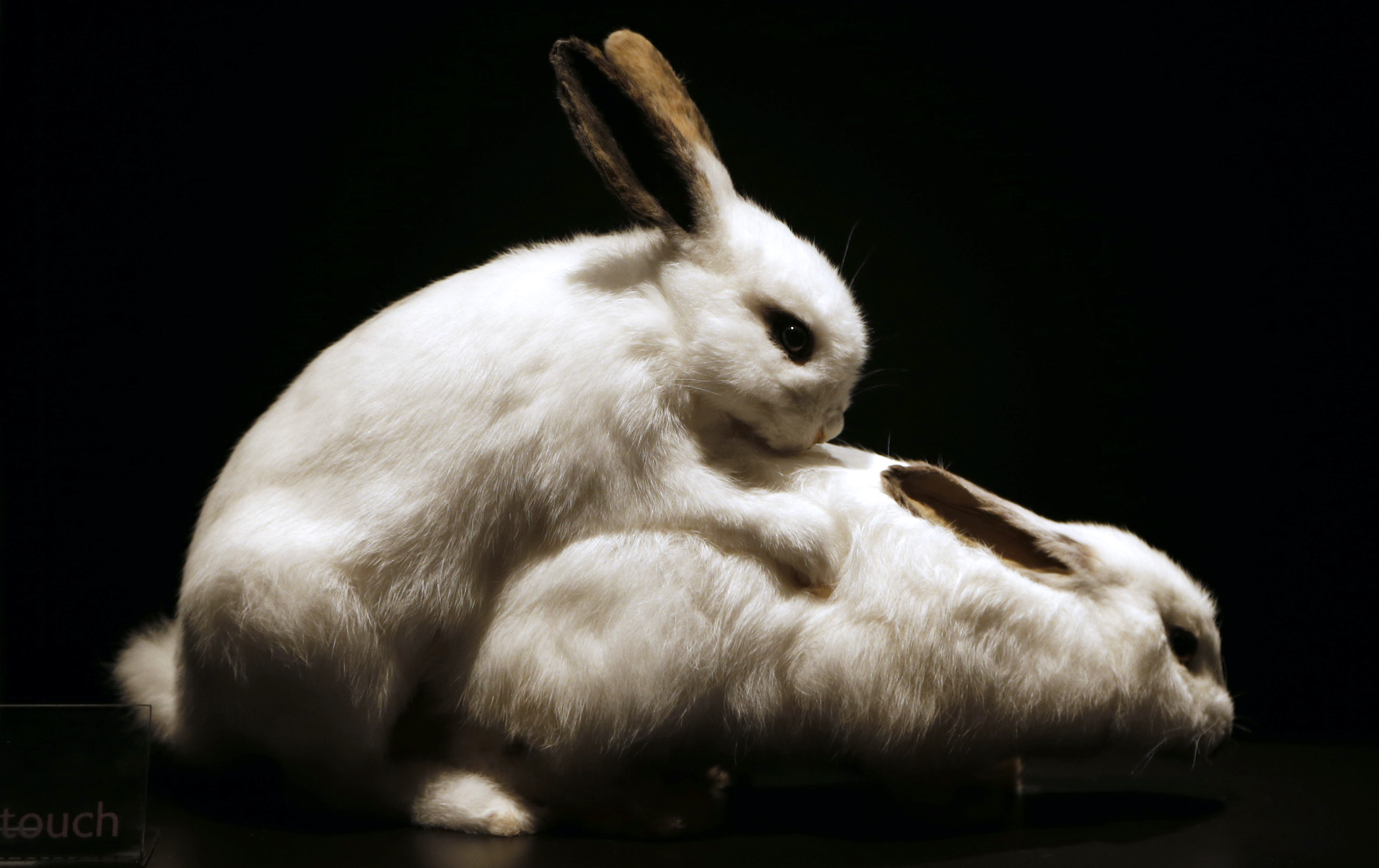 Stuffed rabbits copulating are on display at the Palais de la Decouverte (scientific museum) in Paris on October 23, 2012 as part of an exhibition.