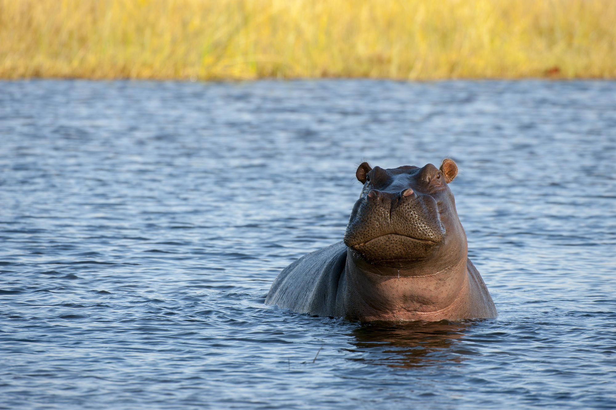 BOTSWANA - 2014/06/12: Hippopotamus (Hippopotamus amphibius) in river near Chitabe in the Okavango Delta in northern part of Botswana. (Photo by Wolfgang Kaehler/LightRocket via Getty Images)