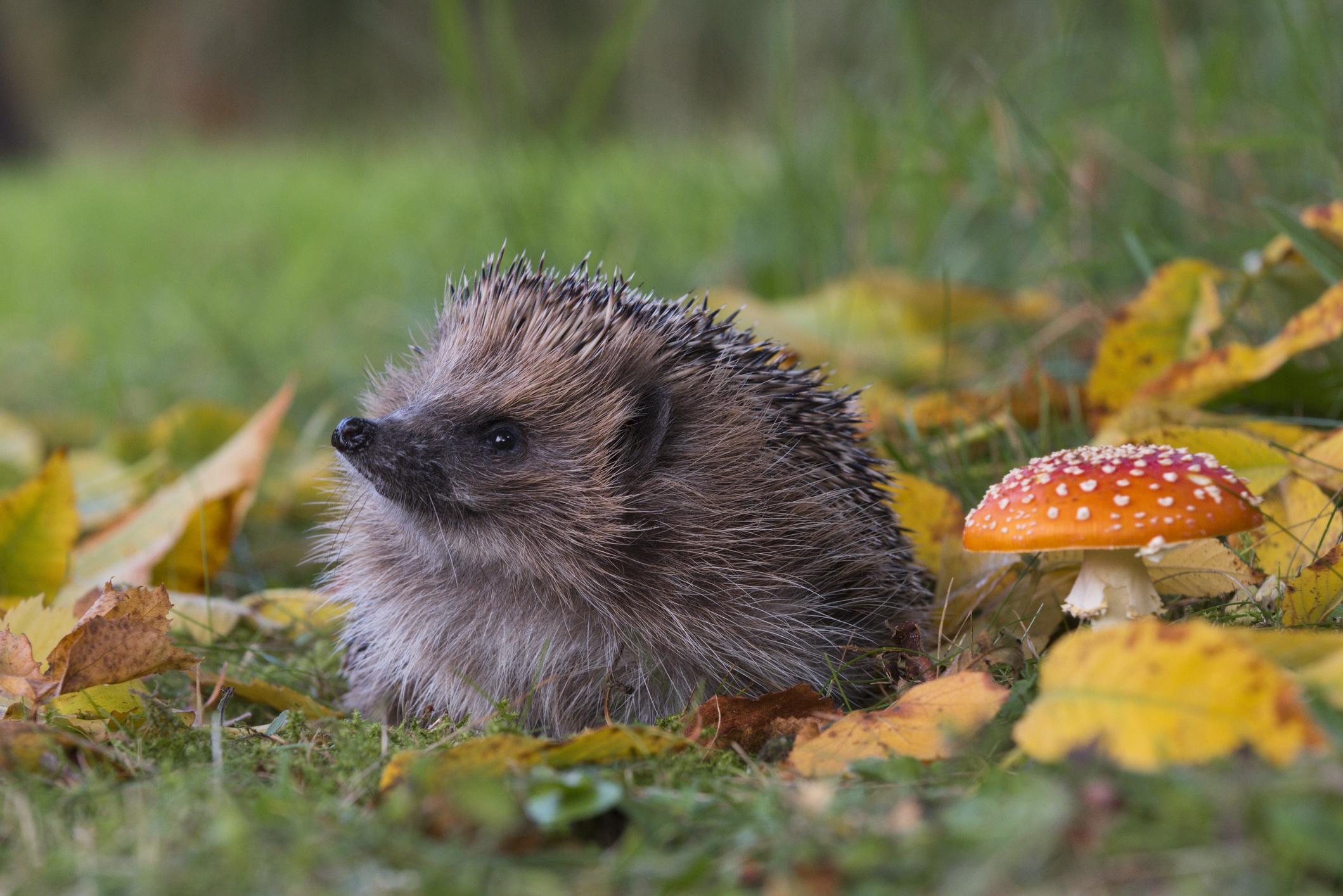 Hedgehog adult sitting amongst autumn leaves and Fly Agaric Amanita muscaria