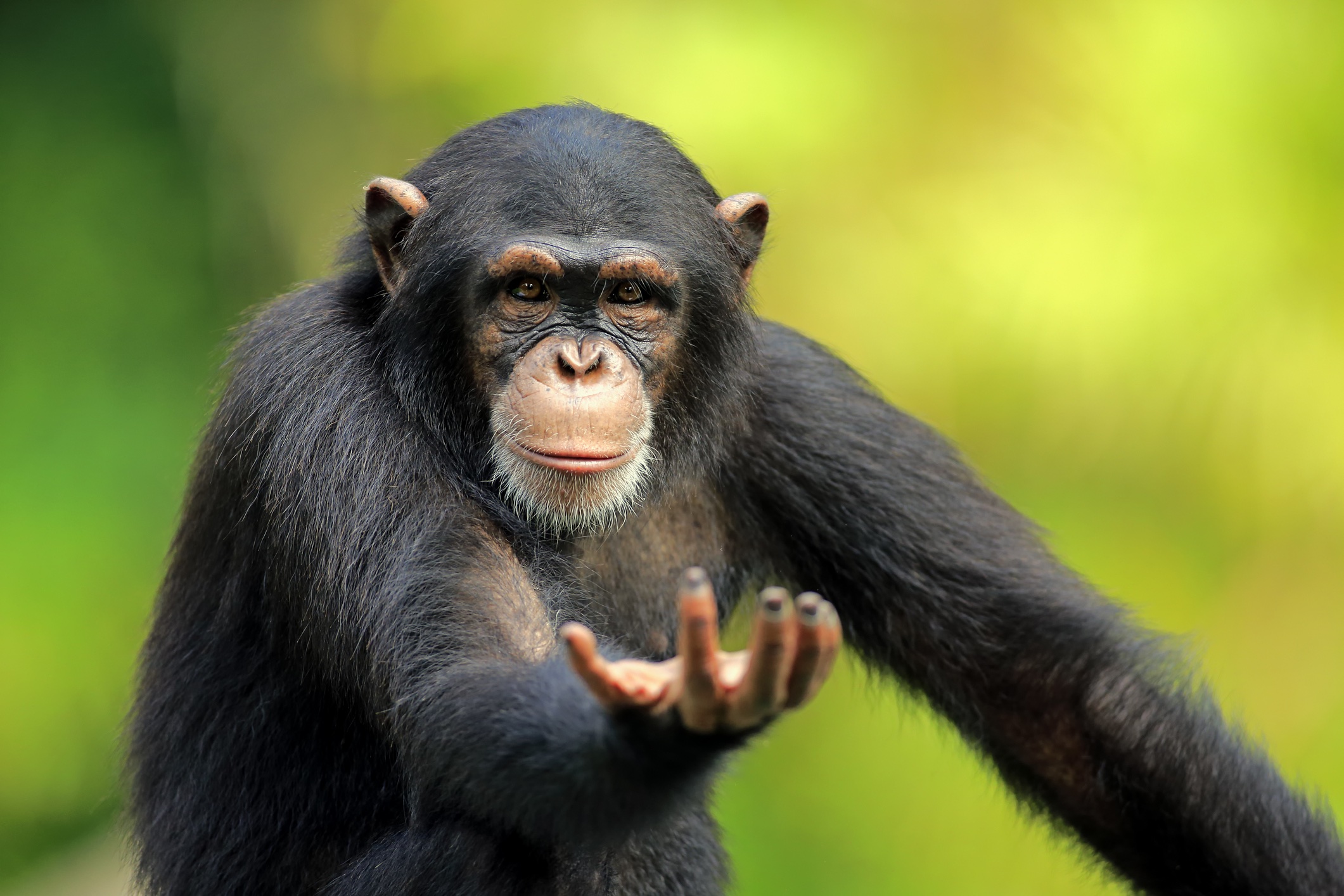 A chimpanzee beckoning with an outstretched hand.