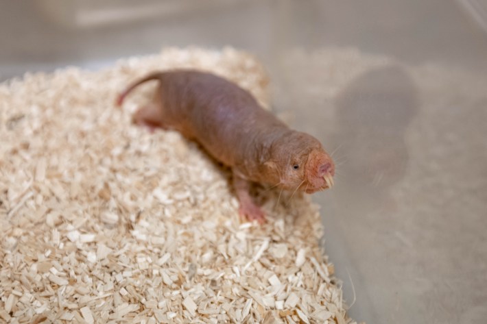 A brownish naked mole rat named Gisselle