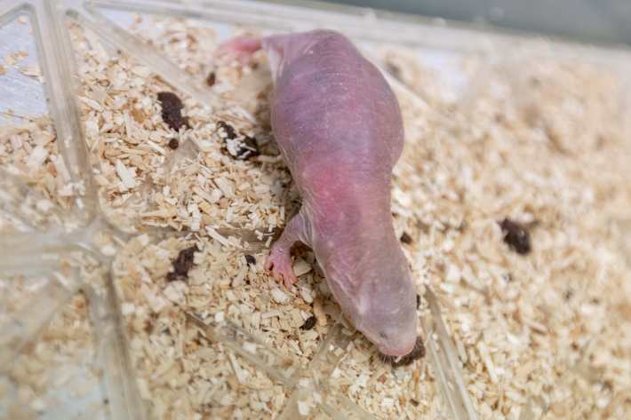 A pregnant naked mole rat named Miuccia