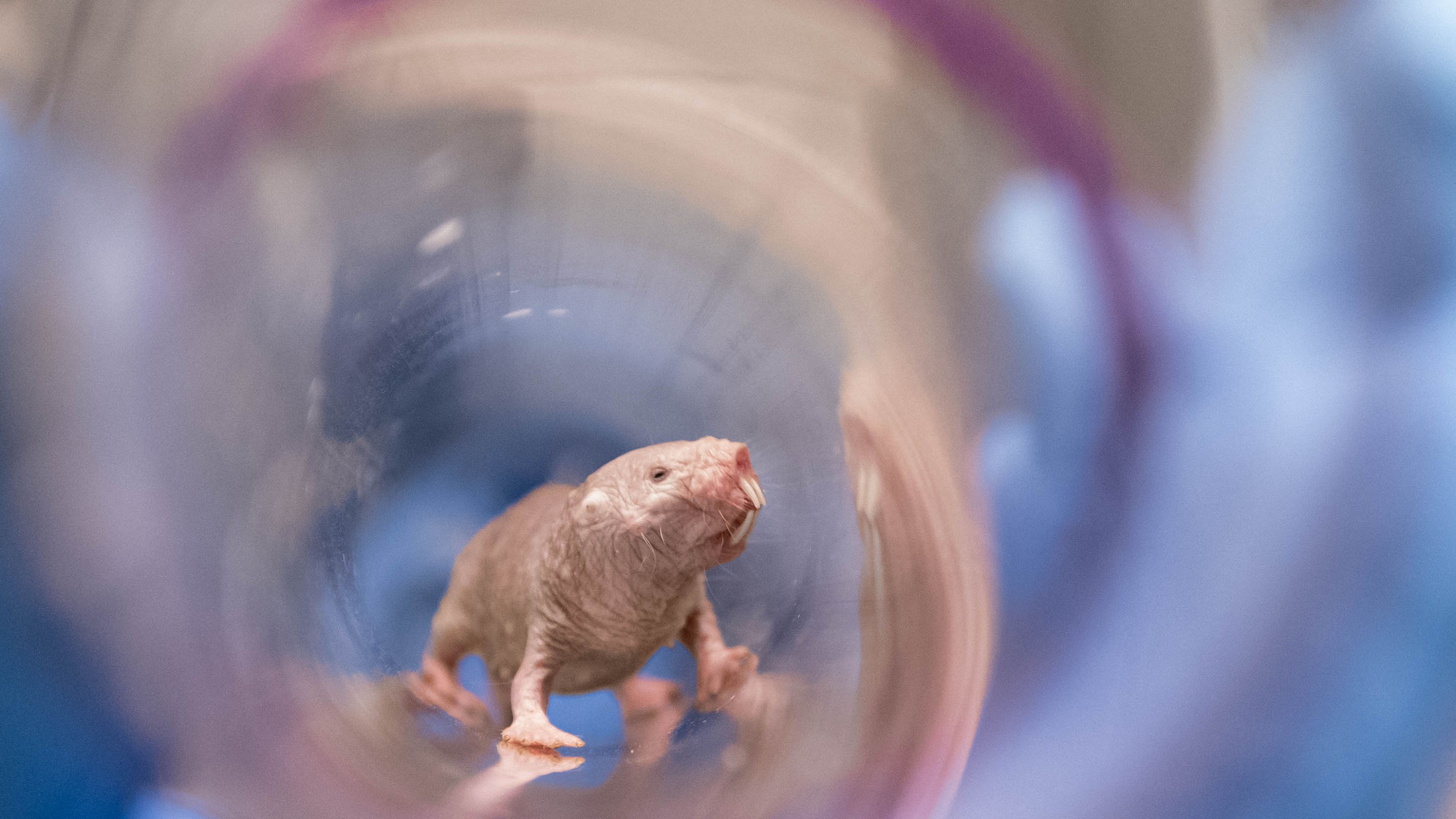 A naked mole rat queen stands inside a transparent tunnel.