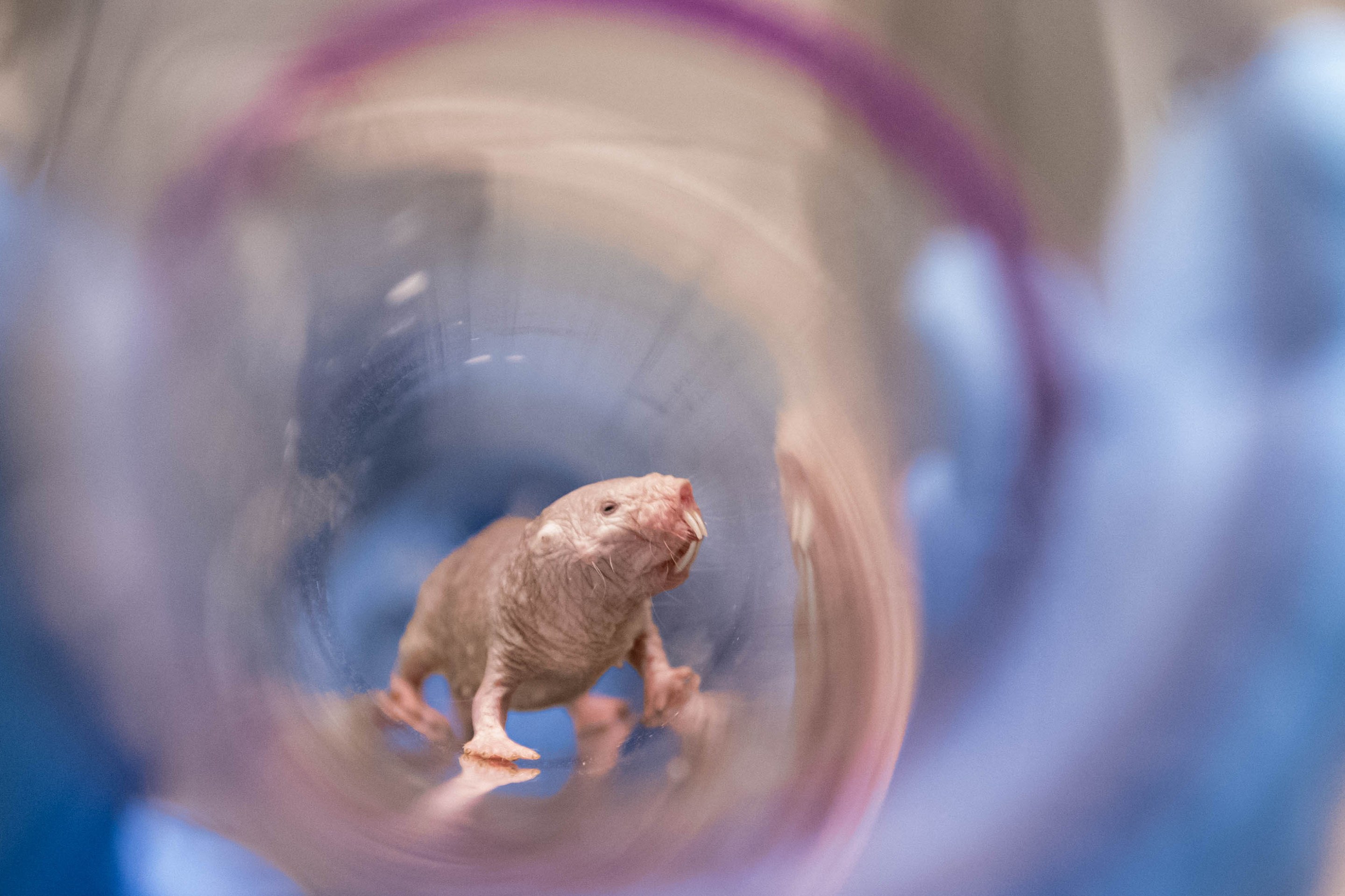 A naked mole rat queen stands inside a transparent tunnel.