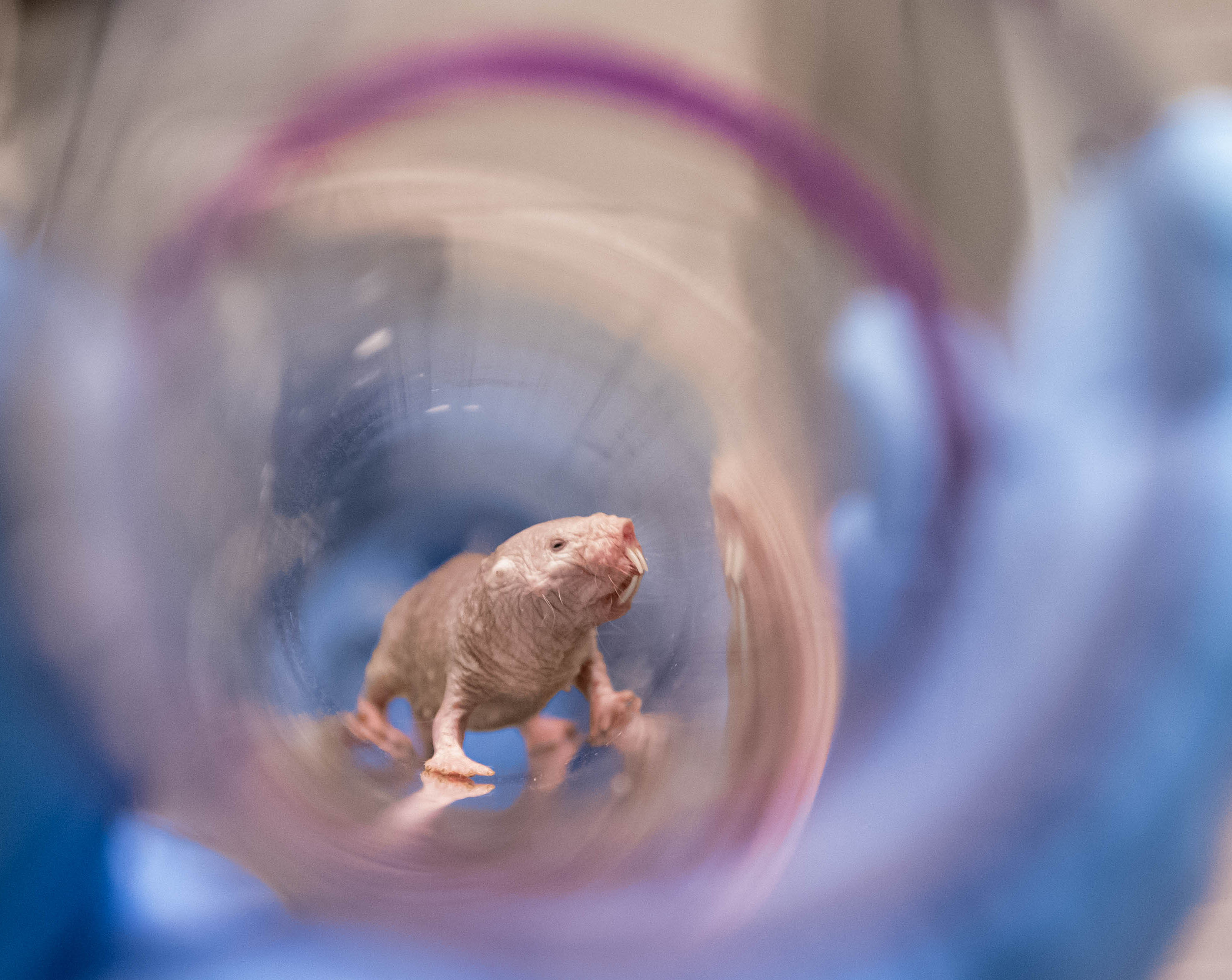 A naked mole rat queen stands inside a transparent tunnel.