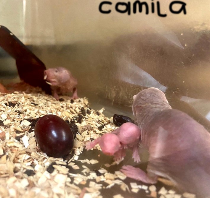 A naked mole rat named Camila with her babies and a grape