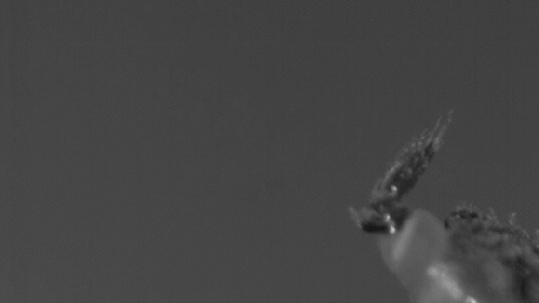 A droplet of pee being ejected from the behind of an insect called a sharpshooter