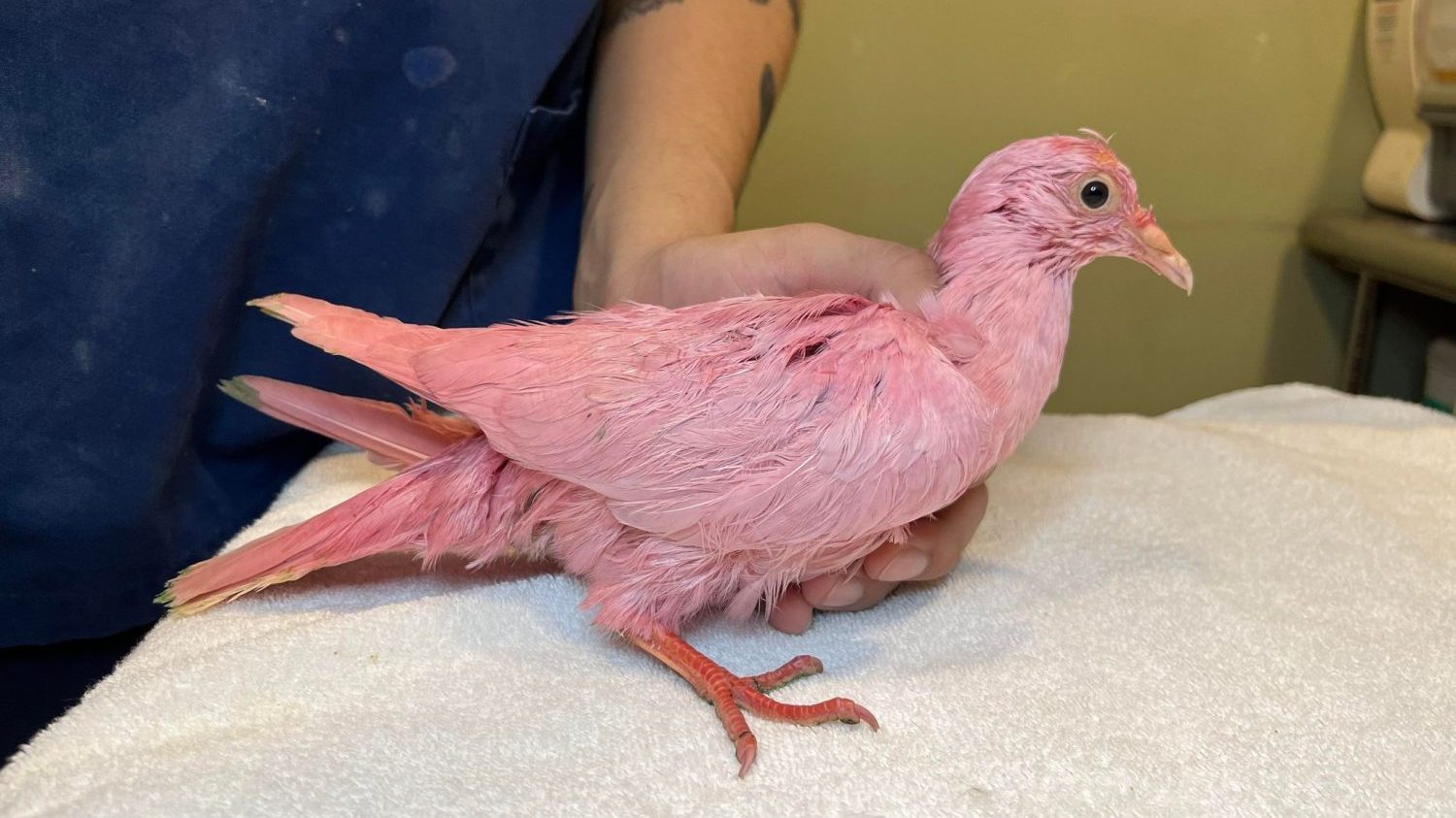 A domestic pigeon that has been dyed pink with hair dye.