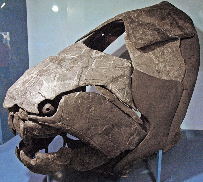 A photo of the fossilized skull of the extinct fish Dunkleosteus, which is very bony.