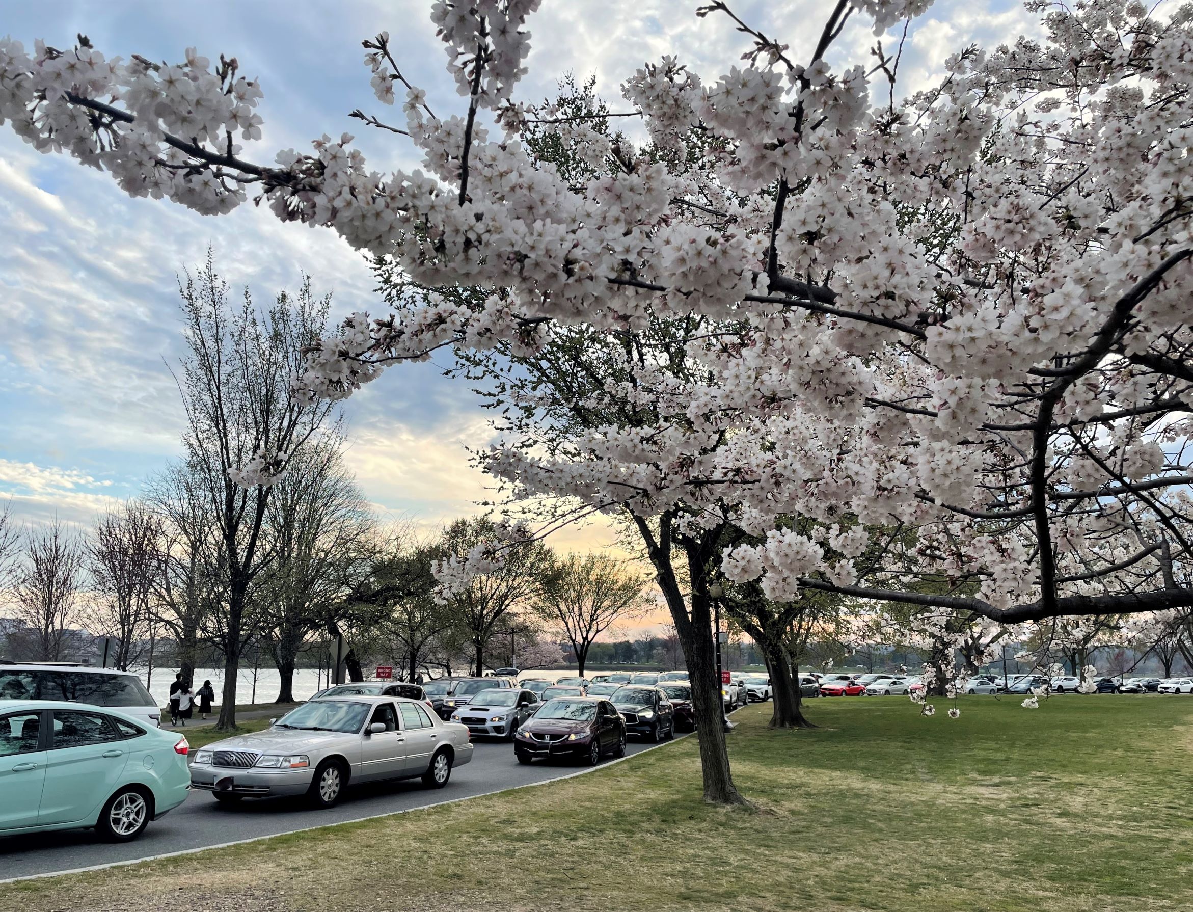 White blossoms covering a tree branch with a line of cars slowly driving on a road in the background.