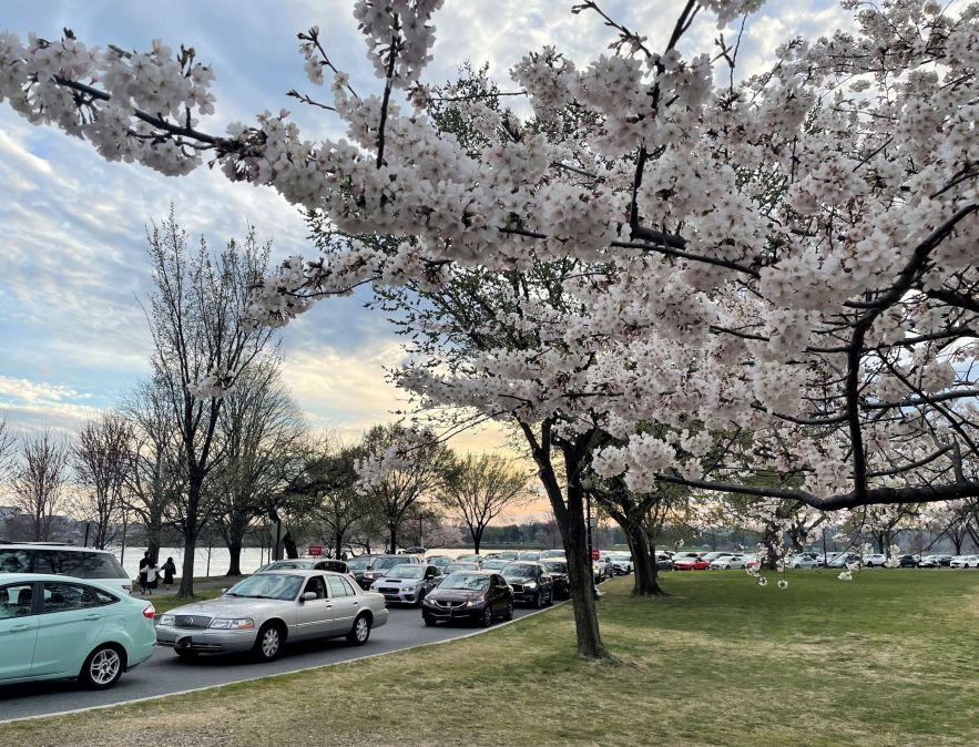 I live in Northern VA, and absolutely love the cherry blossoms around here,  so seeing this jersey was love at first sight. Yesterday, I finally got my  hands on one, and it's