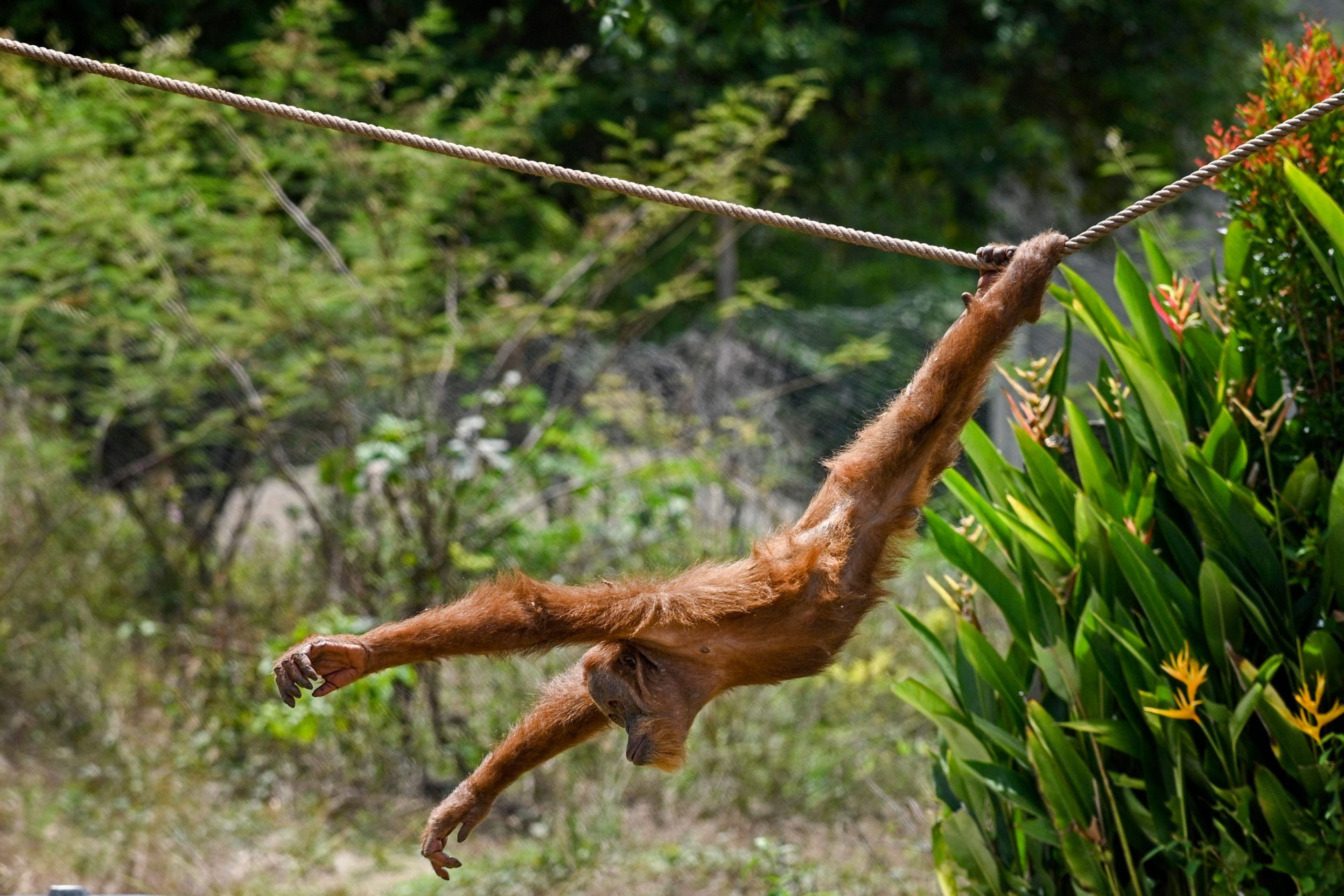 A Sumatran orangutan swings on a rope at the safari park and zoo in Jantho, Aceh province on October 10, 2021. (Photo by CHAIDEER MAHYUDDIN / AFP) (Photo by CHAIDEER MAHYUDDIN/AFP via Getty Images)
