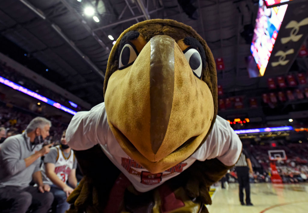 The Maryland Terrapins mascot, Testudo, peers into the camera