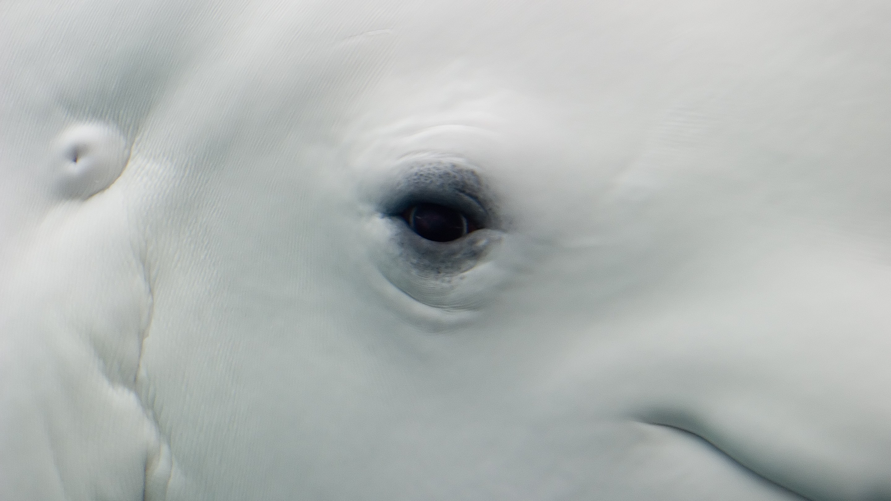 Close up of the face of a white male Beluga whale in aquarium.