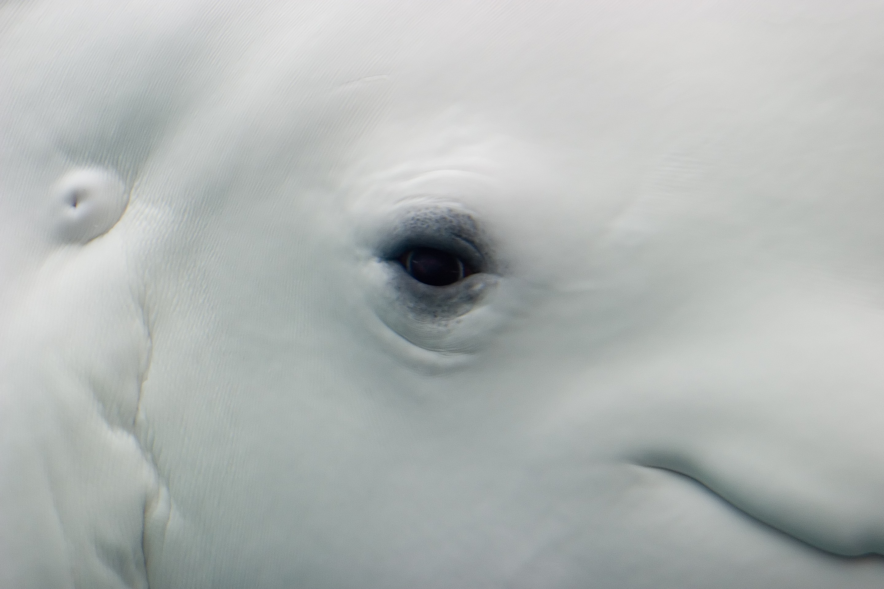Close up of the face of a white male Beluga whale in aquarium.