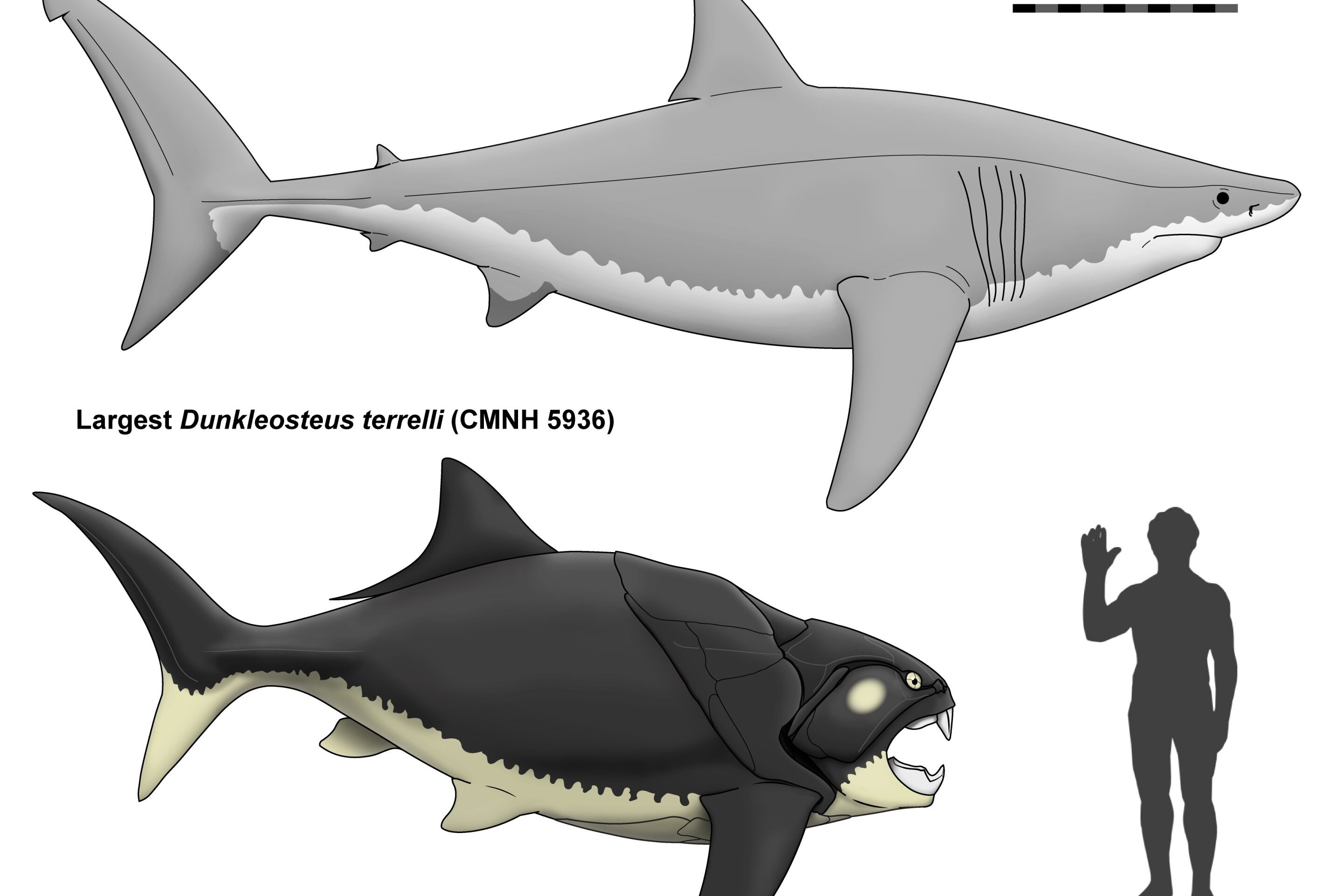 A diagram showing how much shorter the extinct fish Dunkleosteus was to a great white shark, with a weenie human for comparison.