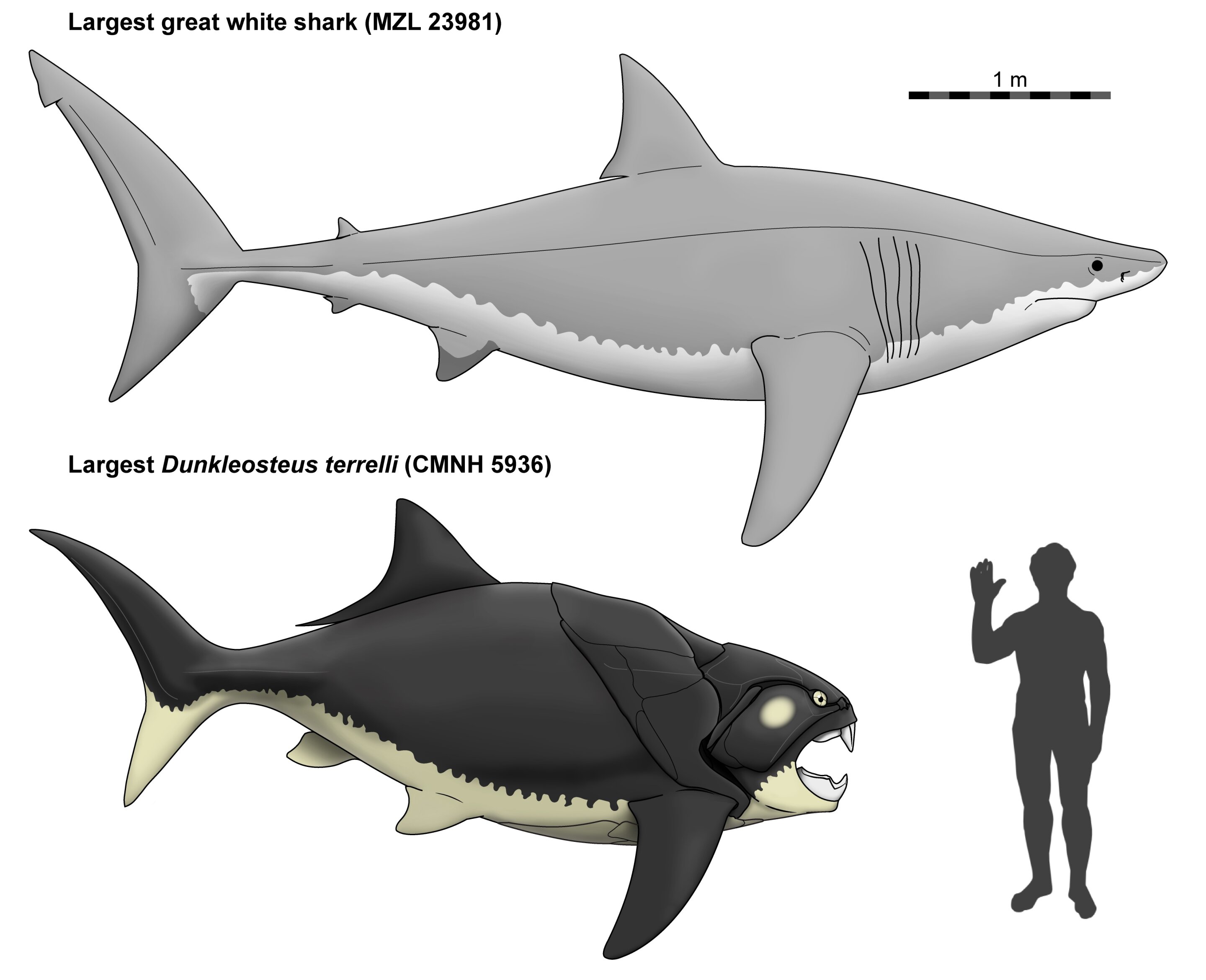 A diagram showing how much shorter the extinct fish Dunkleosteus was to a great white shark, with a weenie human for comparison.