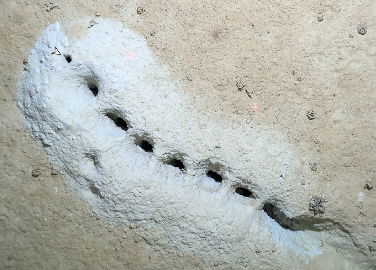 A series of holes in the mud of the deep seafloor