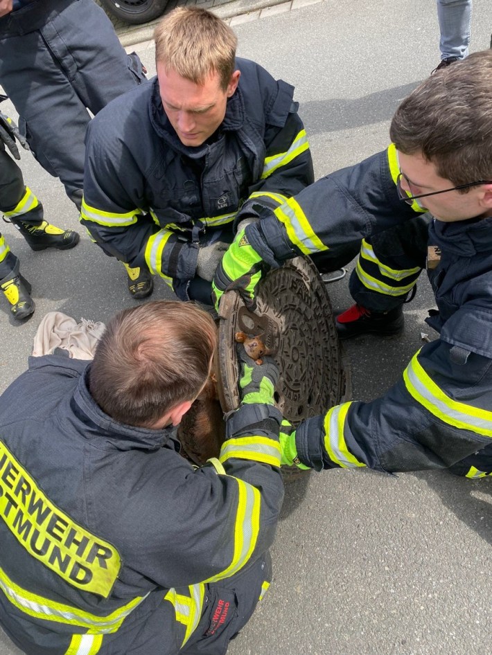 Three firefighters attempt to free a red squirrel from a manhole cover, where it has gotten its head stuck