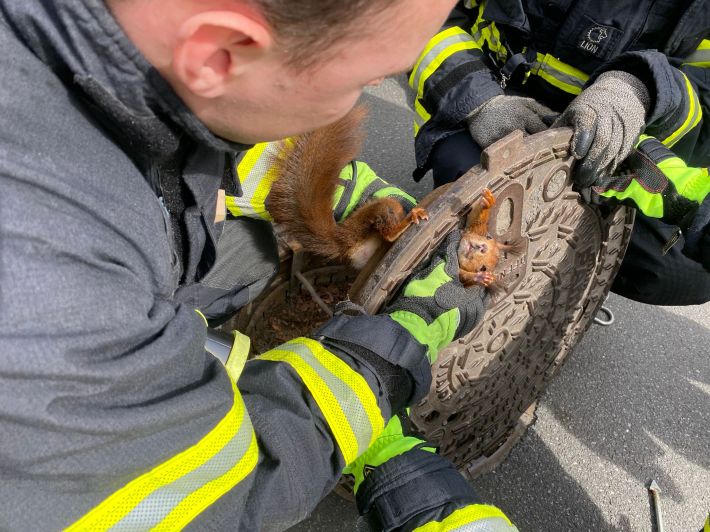 Two firefighters attempt to free a red squirrel, whose head is stuck inside a manhole cover