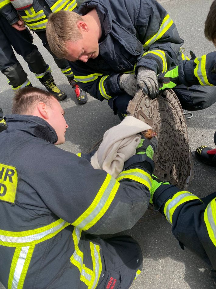 Three firefighters manage to free a red squirrel stuck in a manhole cover
