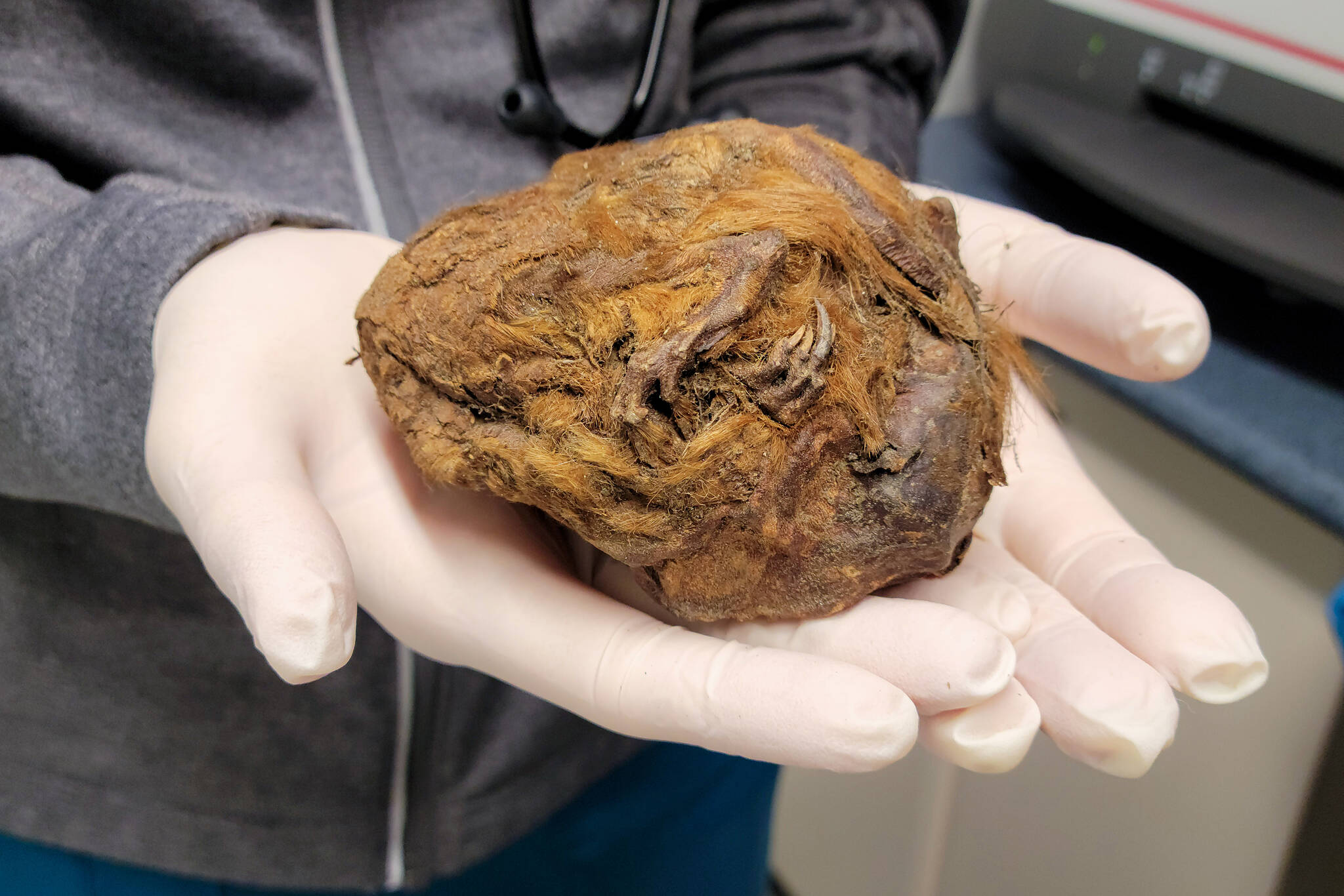 two gloved hands holding a mummified brown squirrel in the shape of a perfect sphere