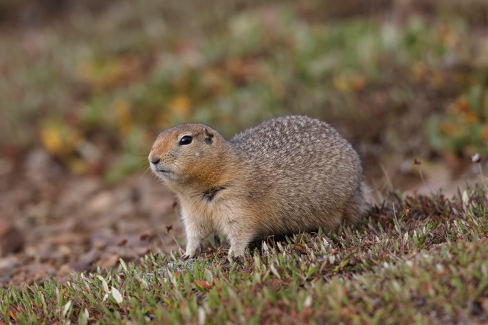 A living arctic ground squirrel crouching in the tundra