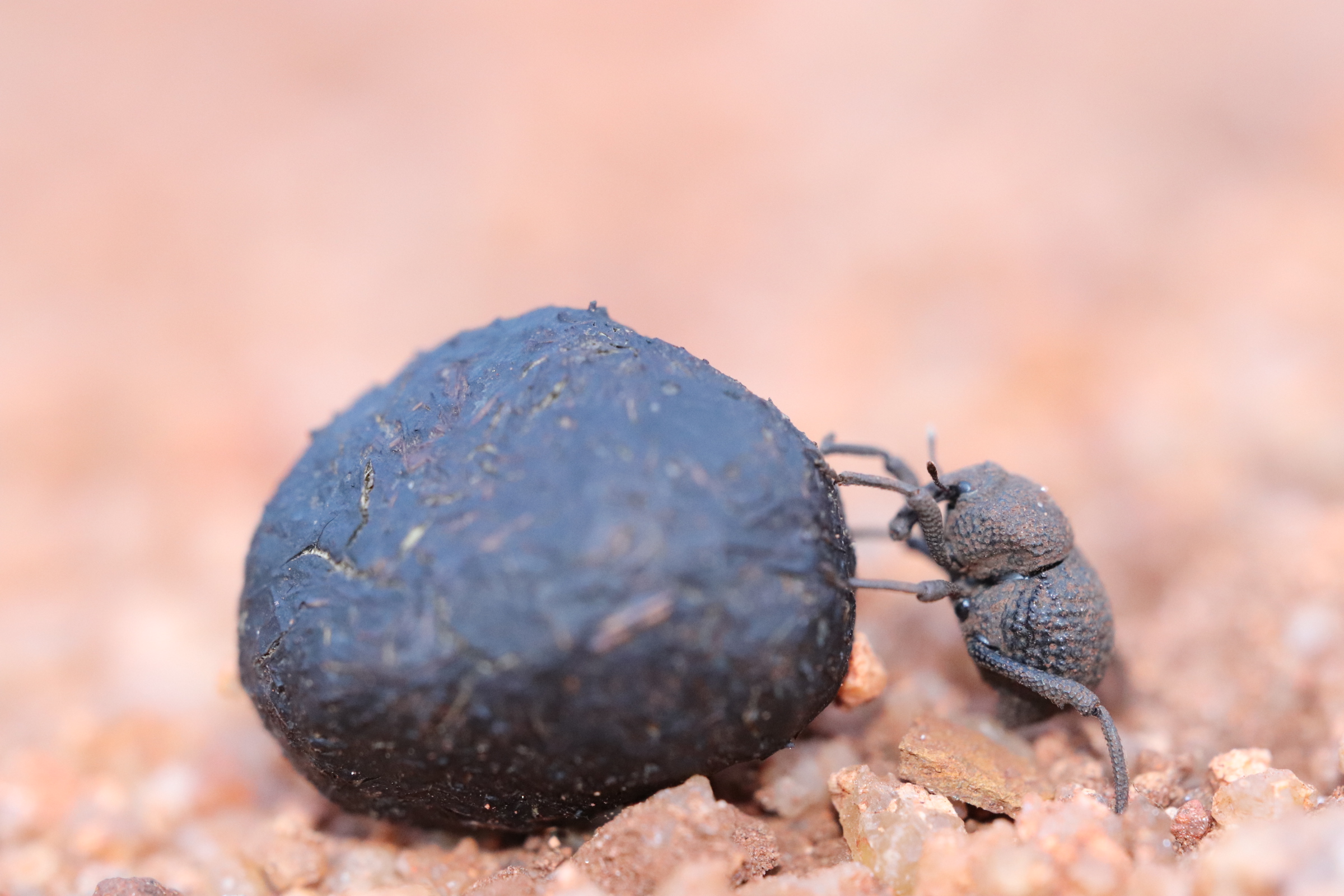 A dung-rolling weevil in the genus Tentegia props up a piece of marsupial dung