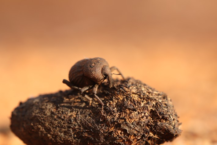 A dung-rolling weevil posing on top of its dung.
