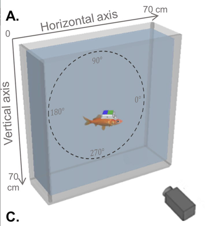 A scientific diagram showing a goldfish with a computerized hat inside a tank of water