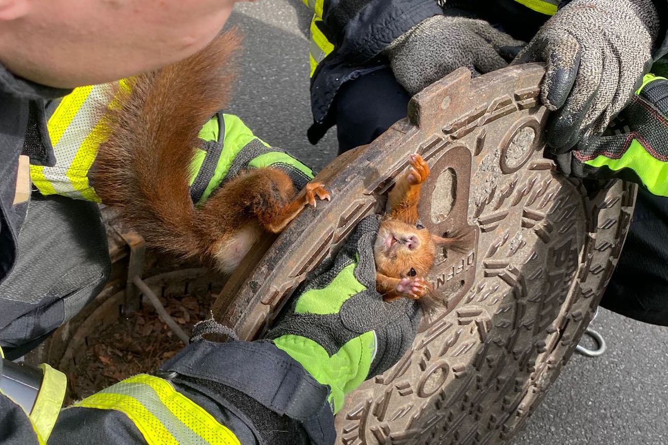 Two firefighters attempt to free a red squirrel, whose head is stuck inside a manhole cover