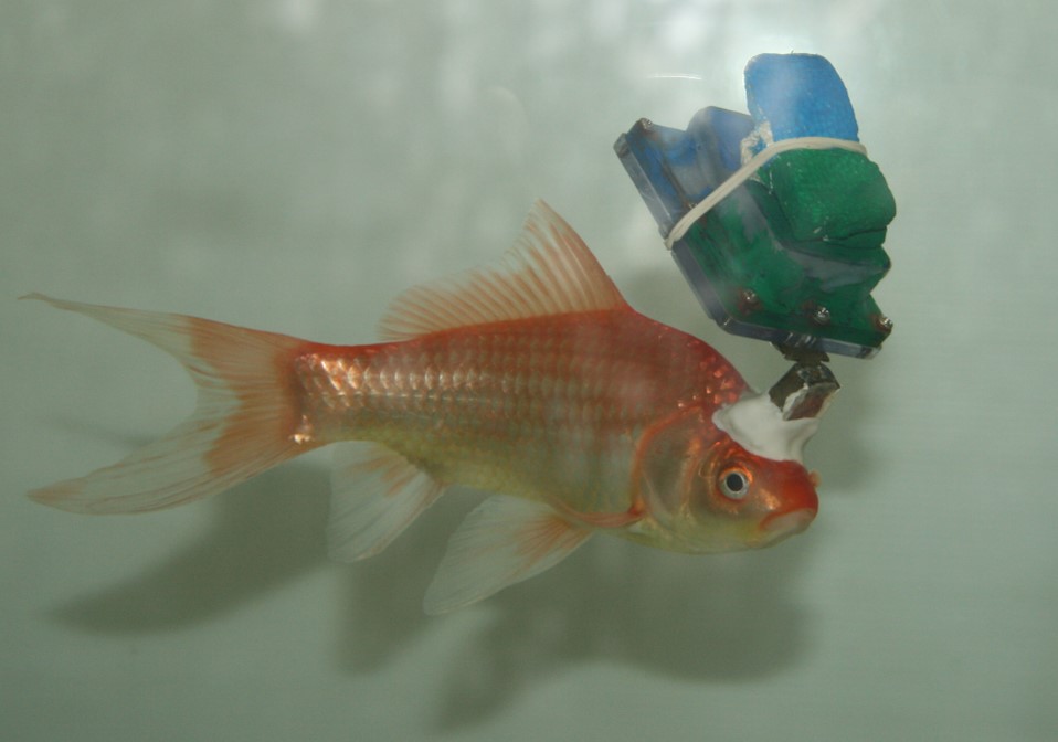 A goldfish with a very strange computer-like implant coming out of its forehead, rather like a hat.
