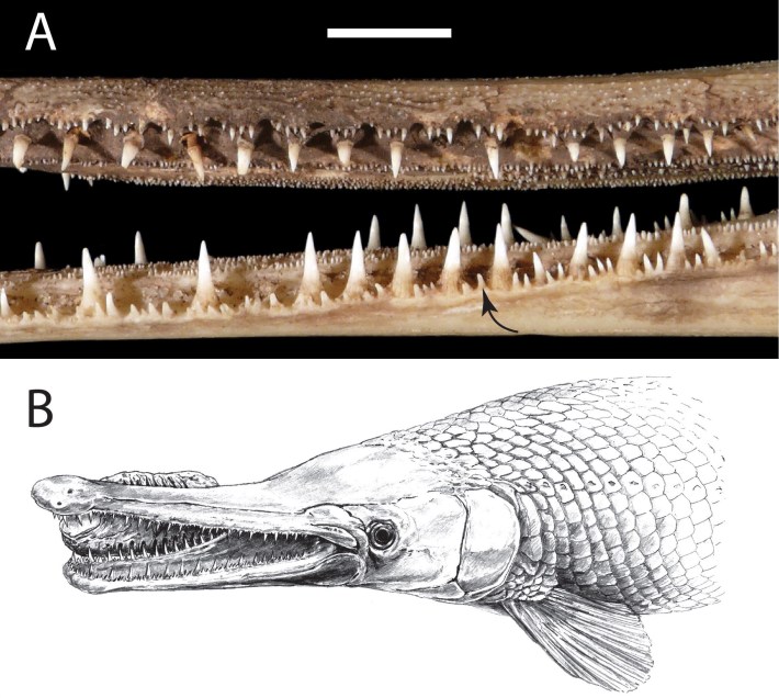 A photo of gar teeth and a drawing of a gar eating a poop from the side of its mouth