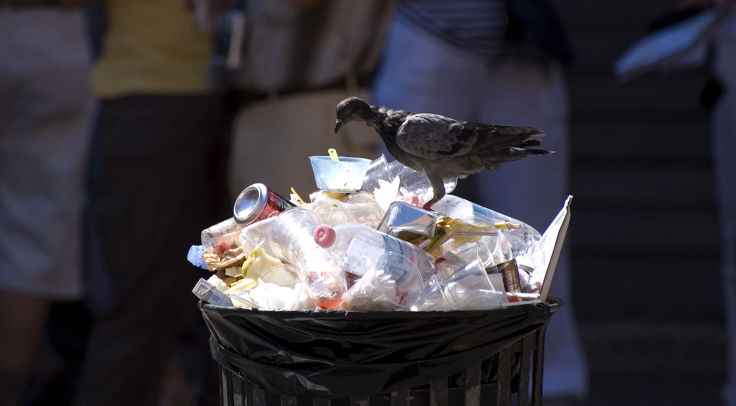 A pigeon selects from the culinary delights in an overflowing garbage can