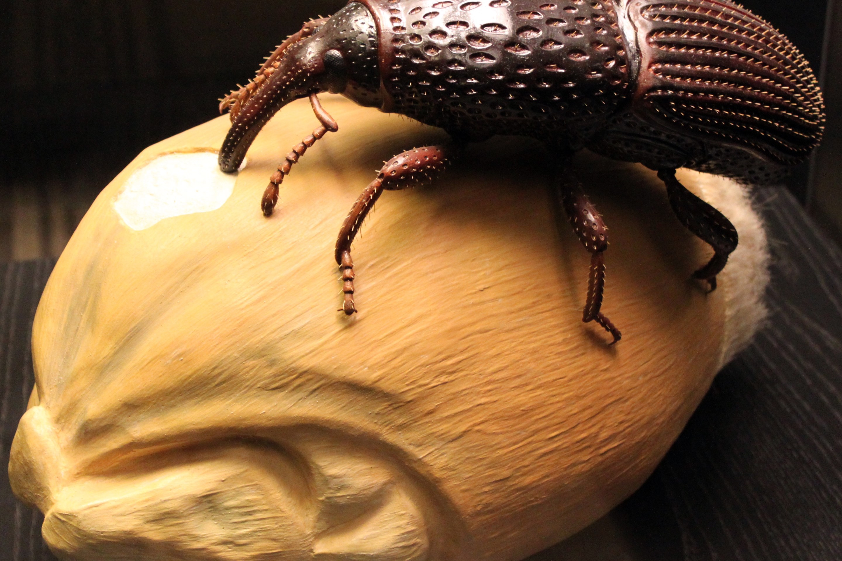 A model of a brown grain weevil resting on a grain.