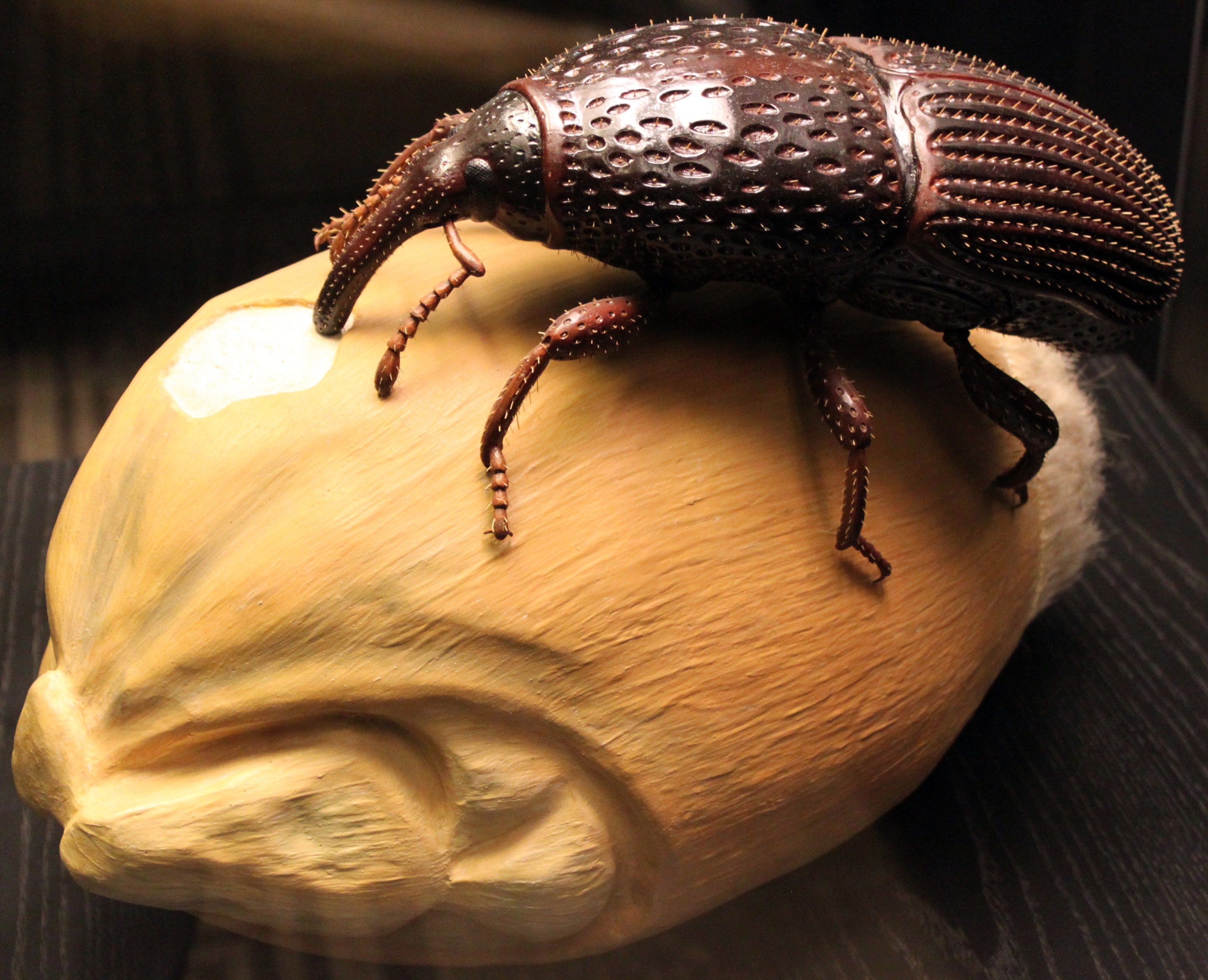 A model of a brown grain weevil resting on a grain.