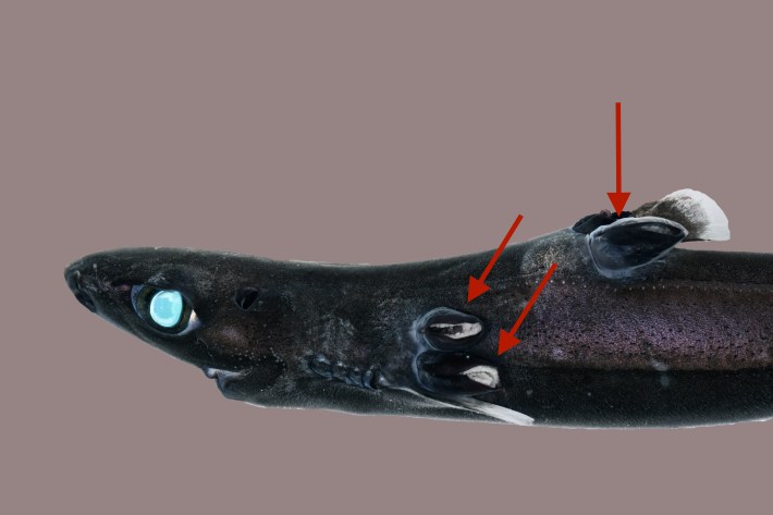 A dark lantern shark with a glowing eye parasitized by barnacles, which have attached by its fins