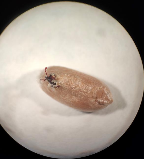 Going Against The Grain Weevils Defector