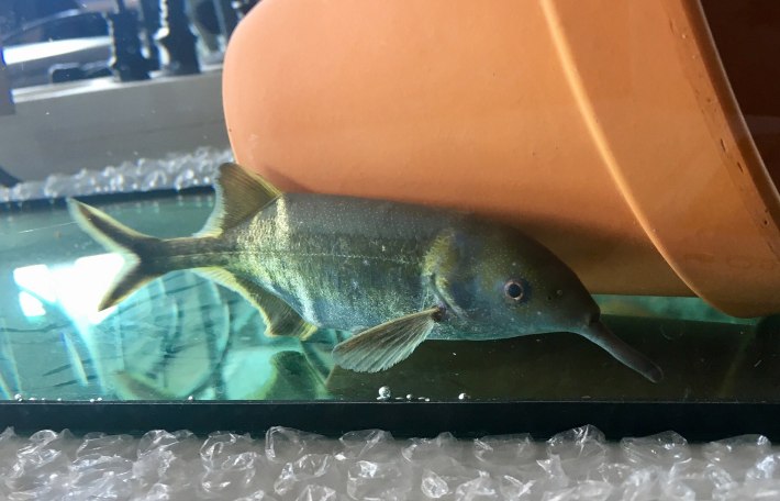 An elephantfish in the family Mormyridae, resting on the bottom of a tank next to a pot. It is grayish black and has a long snout.
