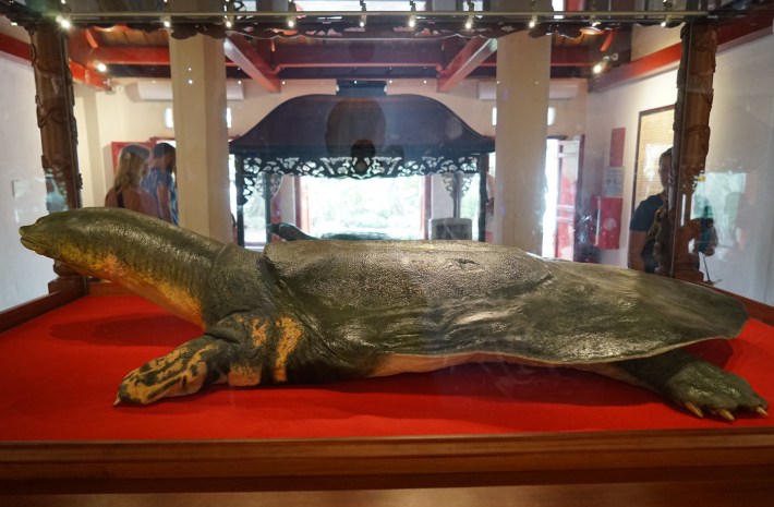An embalmed Yangtze giant softshell turtle, Cu Rua, from the lake