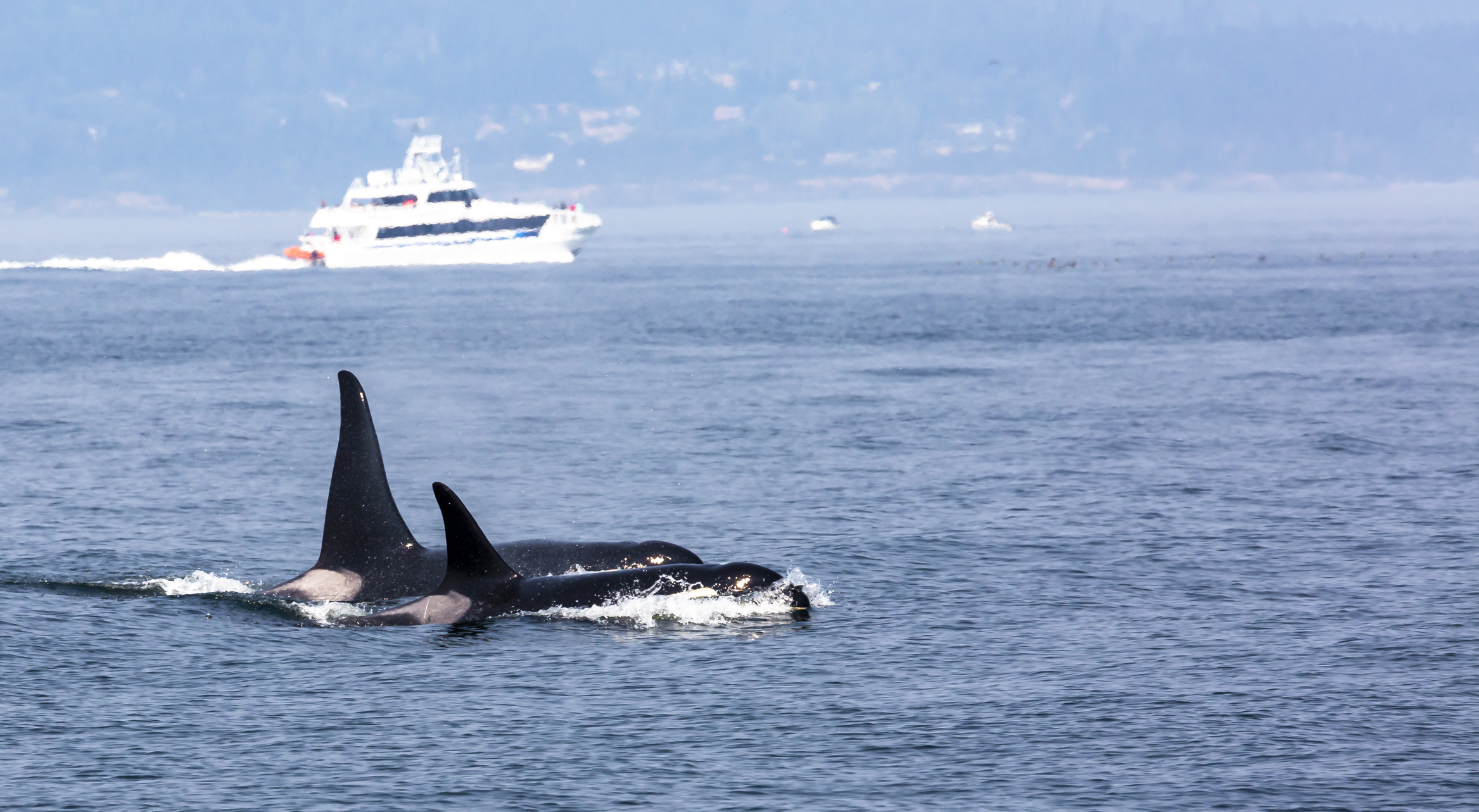 A pod of killer whales on the move in the Pacific Ocean.