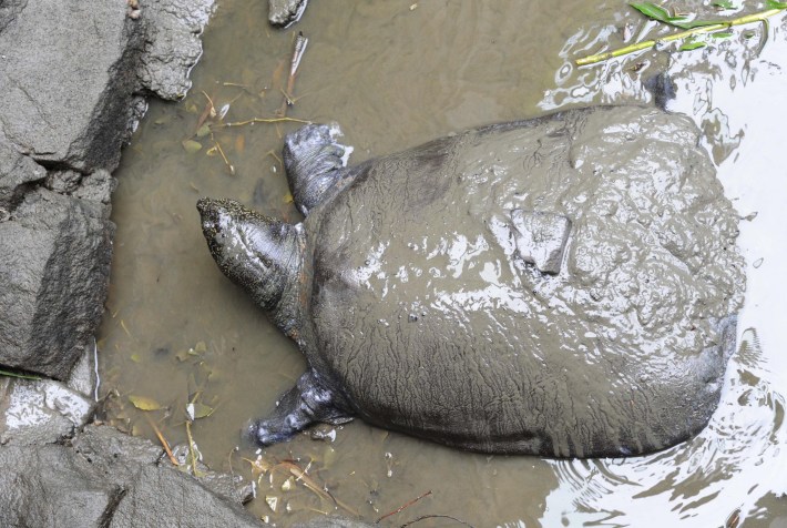 A female Yangtze giant softshell turtle at the Suzhou Zoo, covered in mud