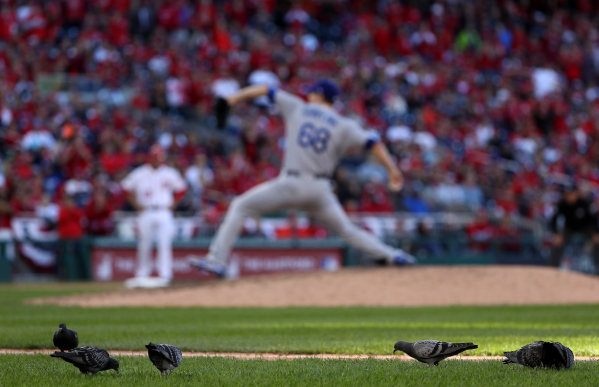 Fowl ball: Randy Johnson hit a bird with a pitch 20 years ago