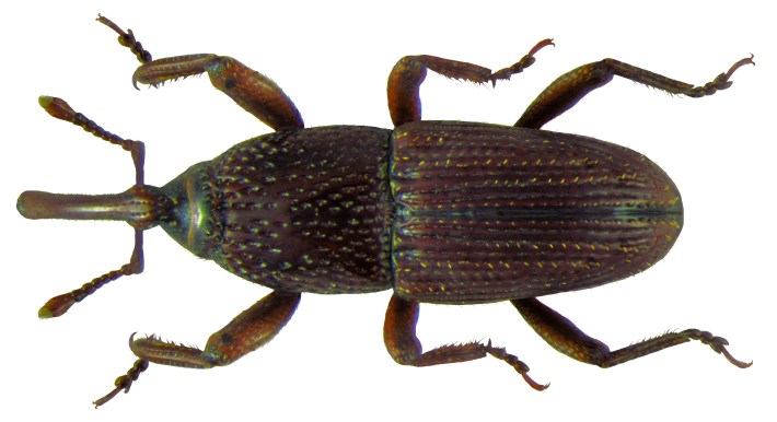 A beautiful portrait of a grain weevil against a white background.