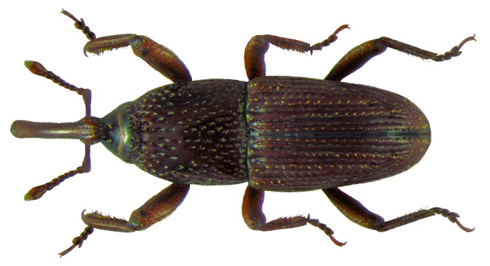 A beautiful portrait of a grain weevil against a white background.