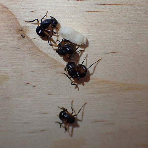 four ants pretending to be dead, so they're kind of scrunched up