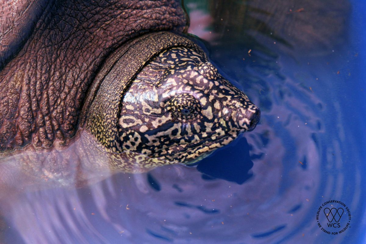 A photo of the now deceased last female Yangtze giant softshell turtle