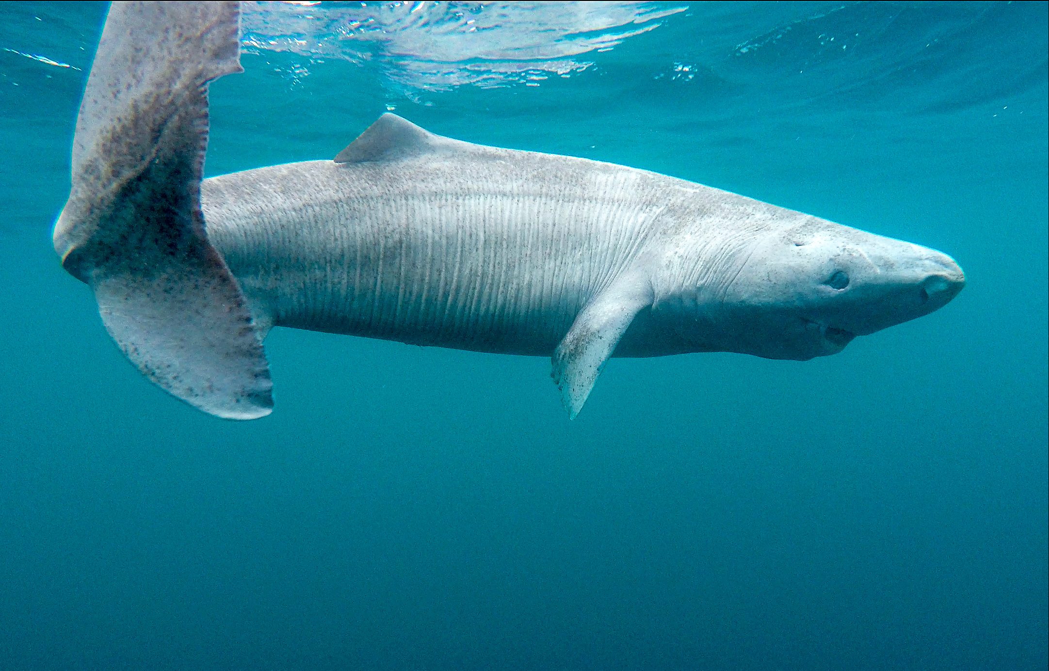 a Greenland shark swims away from the camera